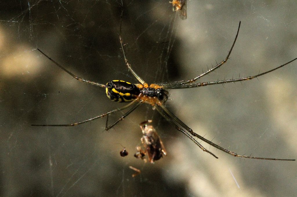 Neriene radiata - Cossano Canavese (TO)